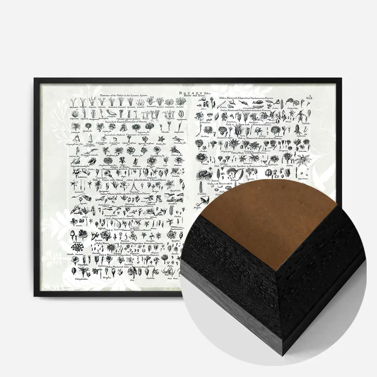 Vintage Botany Chart Light Print
