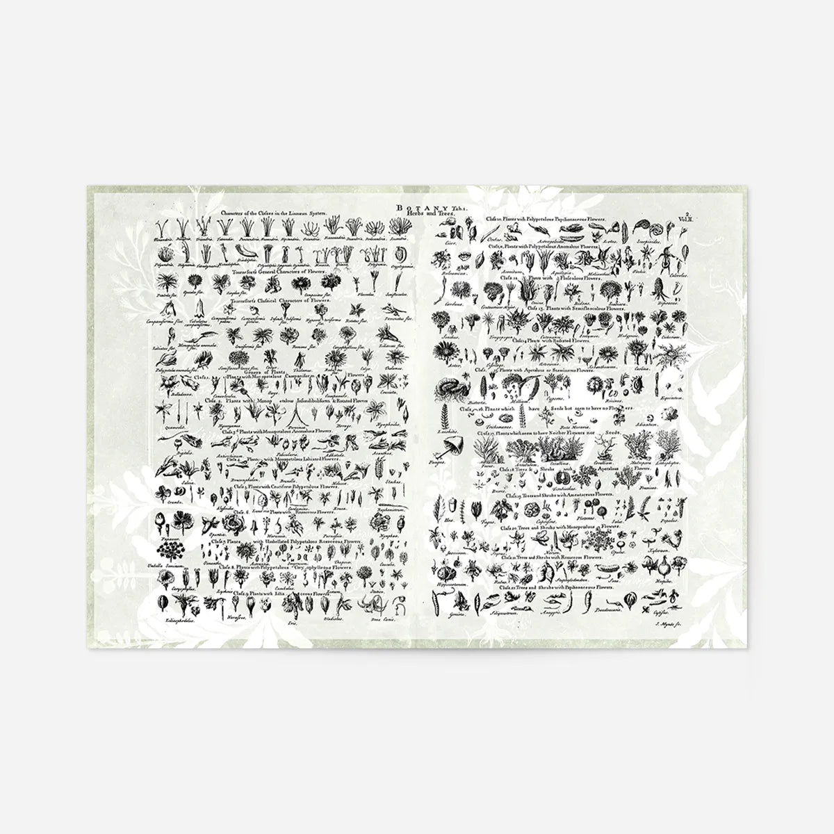 Vintage Botany Chart Light Print