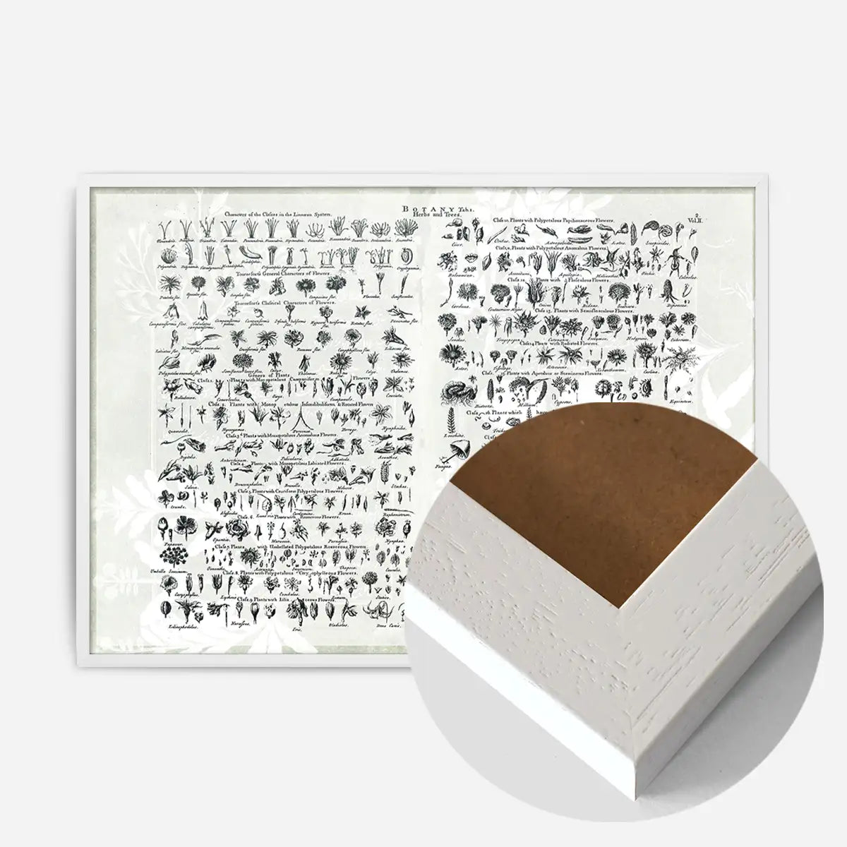 Vintage Botany Chart Light Print