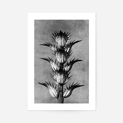 Vintage Botanical Study 2 Black and White Art Print