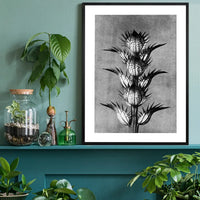 Vintage Botanical Study 2 Black and White Art Print