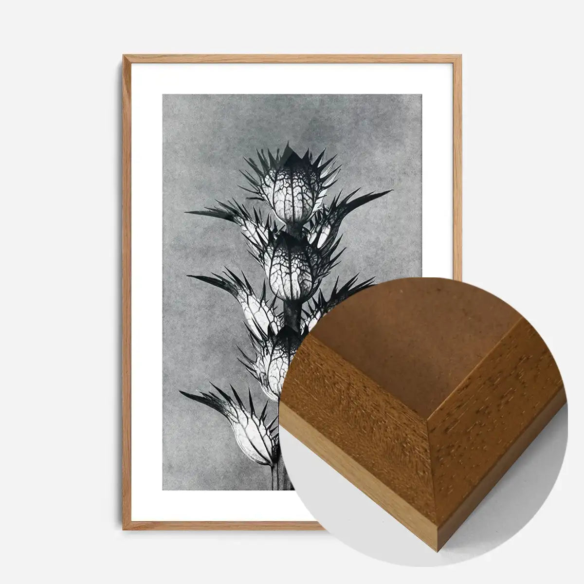 Vintage Botanical Study 2 Black and White Art Print