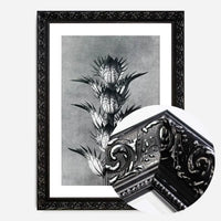 Vintage Botanical Study 2 Black and White Art Print