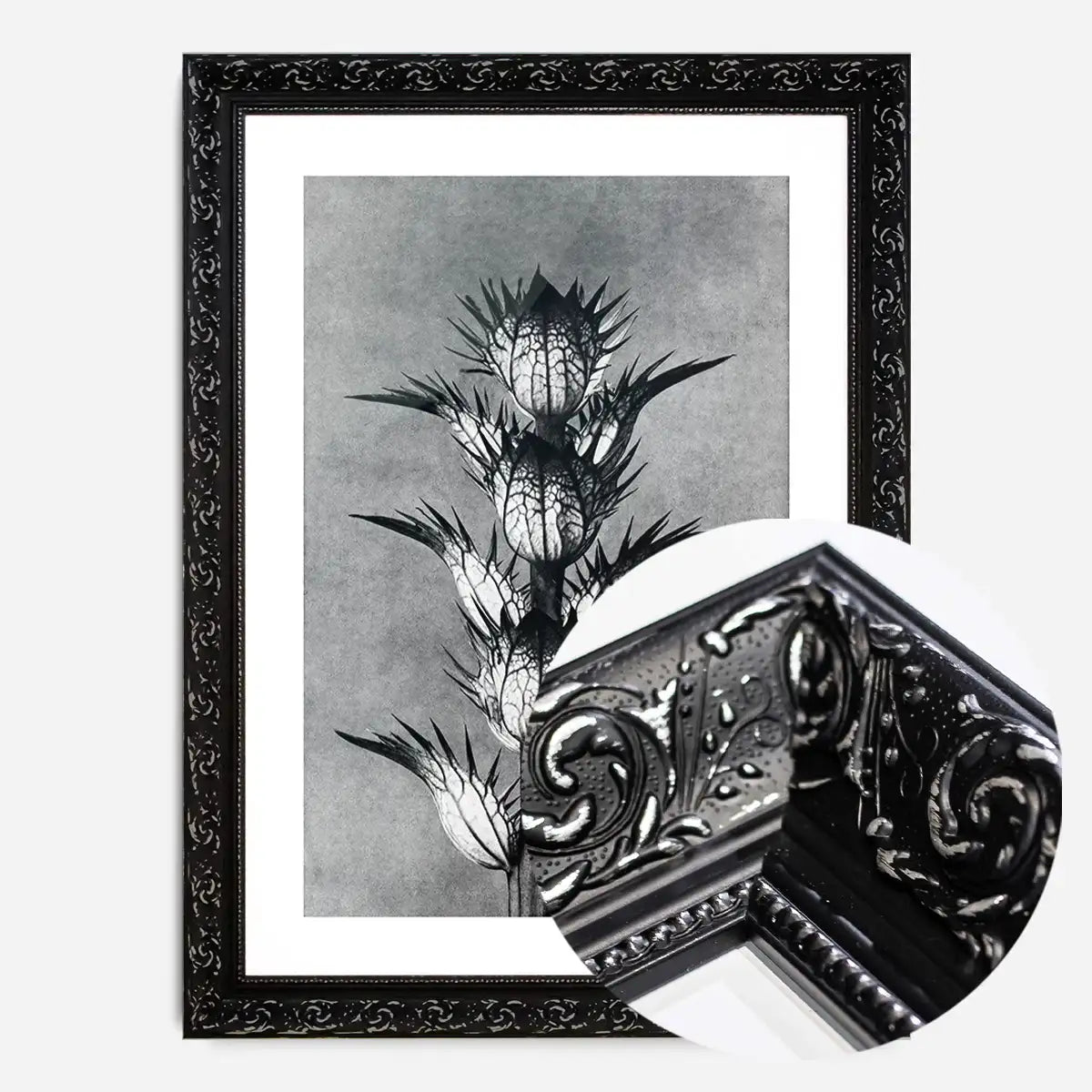 Vintage Botanical Study 2 Black and White Art Print