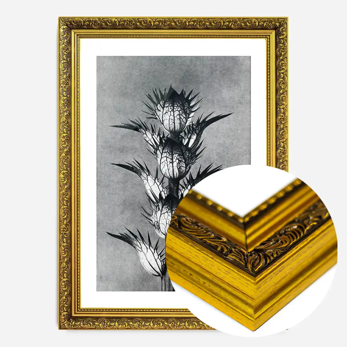 Vintage Botanical Study 2 Black and White Art Print