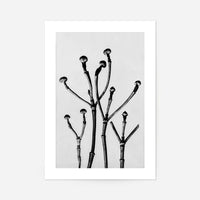 Vintage Botanical Study 3 Black and White Art Print