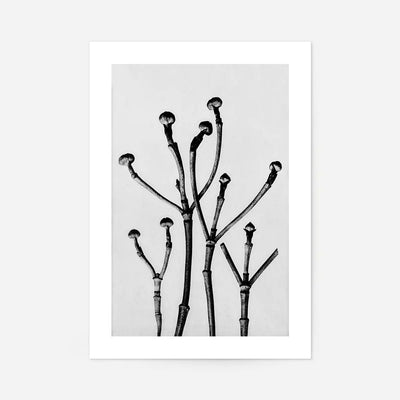 Vintage Botanical Study 3 Black and White Art Print