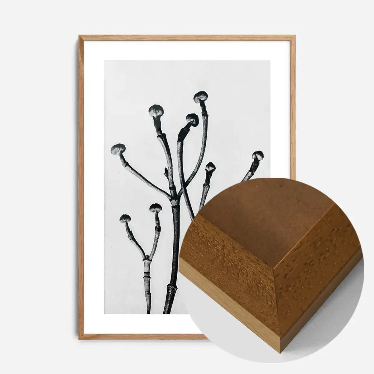 Vintage Botanical Study 3 Black and White Art Print