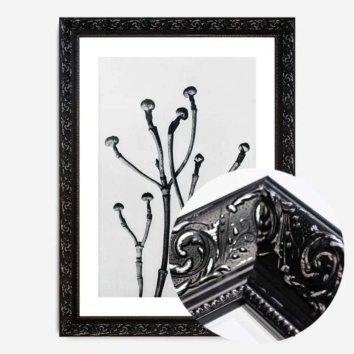 Vintage Botanical Study 3 Black and White Art Print