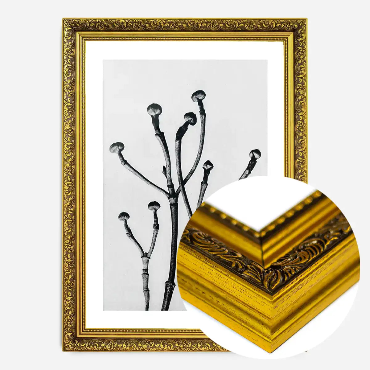 Vintage Botanical Study 3 Black and White Art Print