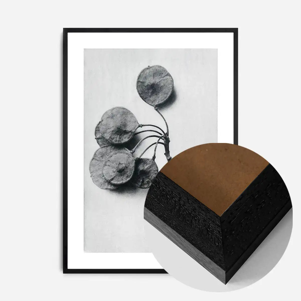 Vintage Botanical Study 4 Black and White Art Print