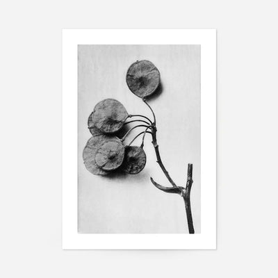 Vintage Botanical Study 4 Black and White Art Print