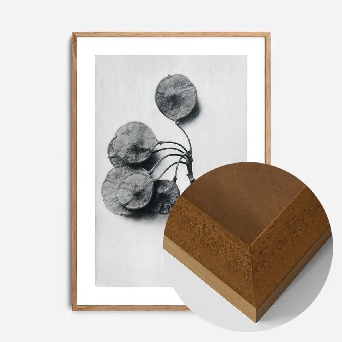Vintage Botanical Study 4 Black and White Art Print