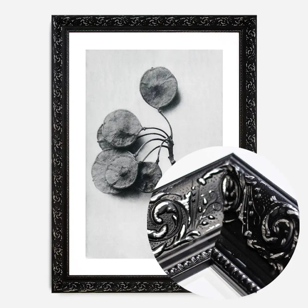 Vintage Botanical Study 4 Black and White Art Print