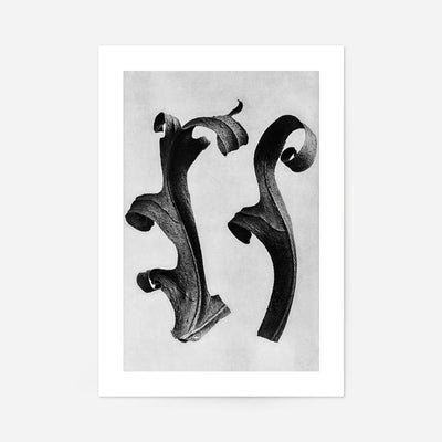 Vintage Botanical Study 5 Black and White Art Print