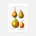Print Only