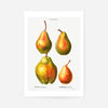 Four Pears Vintage Antique Print