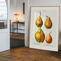 Four Pears Vintage Antique Print