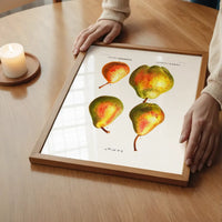 Four Pears Vintage Antique Print