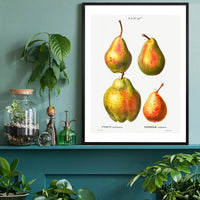 Four Pears Vintage Antique Print