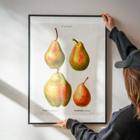 Four Pears Vintage Antique Print