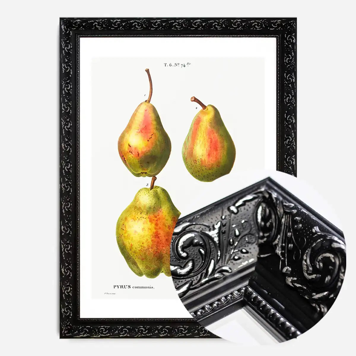 Four Pears Vintage Antique Print