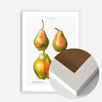 Four Pears Vintage Antique Print