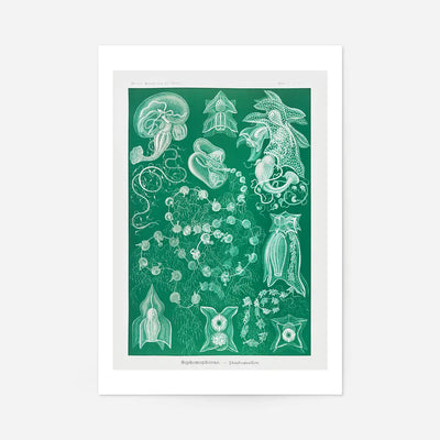 Algae Vintage Antique Green Print