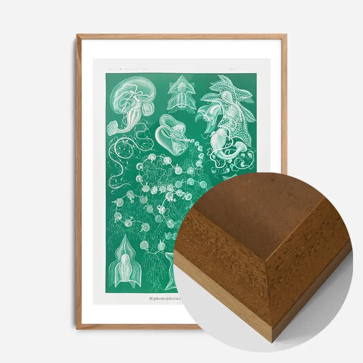 Algae Vintage Antique Green Print
