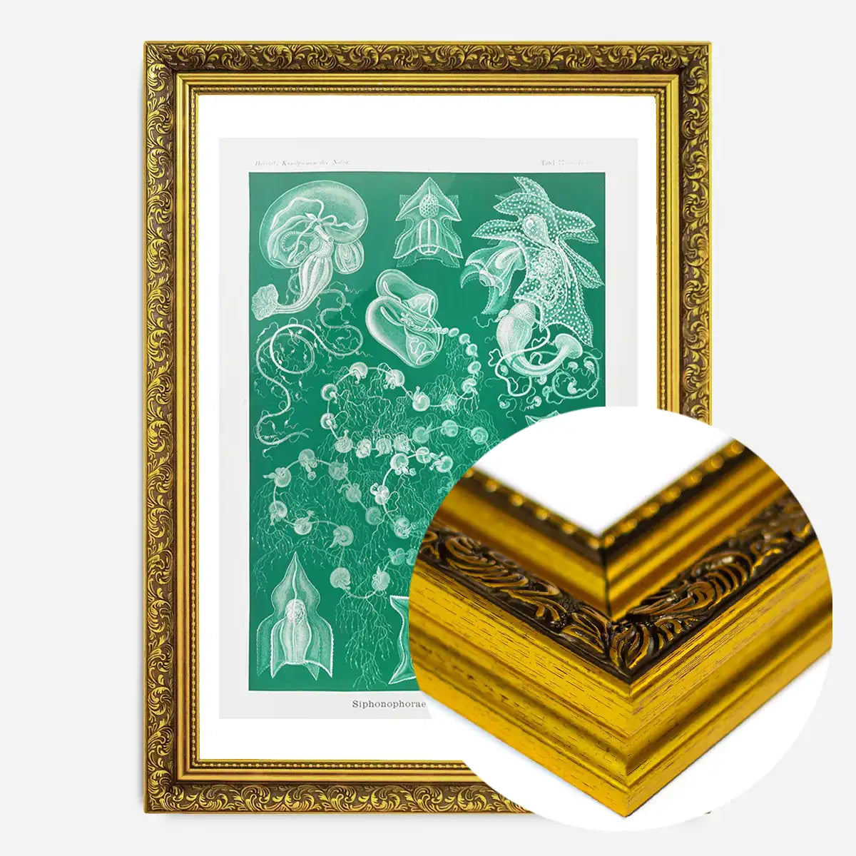Algae Vintage Antique Green Print