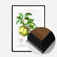 Apple Pommier Antique Vintage Print
