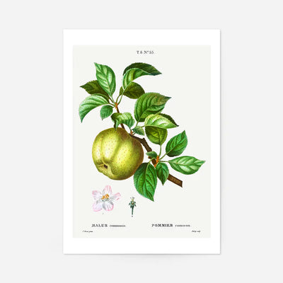 Apple Pommier Antique Vintage Print