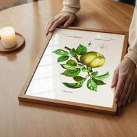 Apple Pommier Antique Vintage Print
