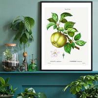 Apple Pommier Antique Vintage Print