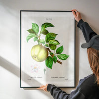 Apple Pommier Antique Vintage Print