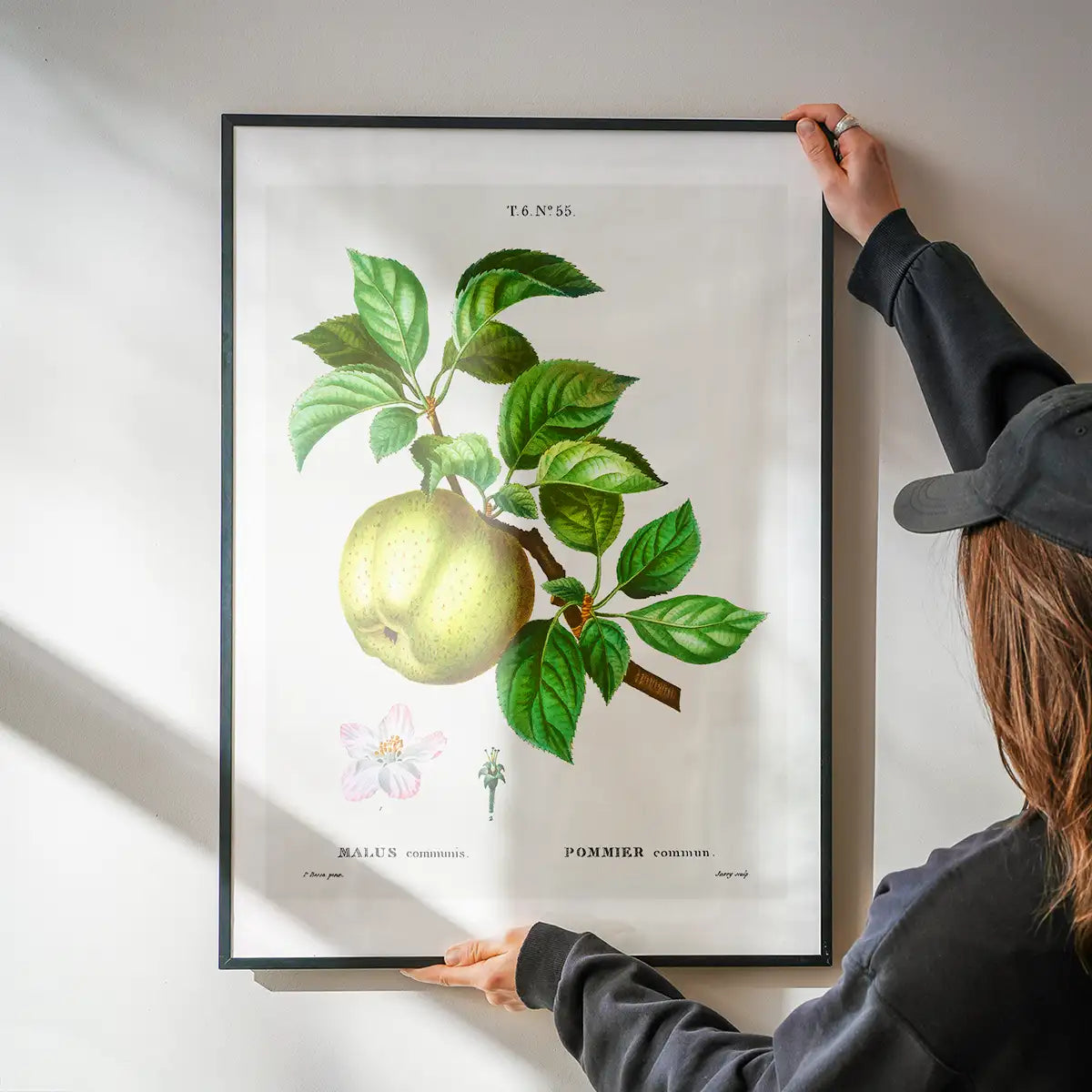 Apple Pommier Antique Vintage Print