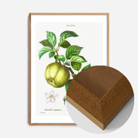 Apple Pommier Antique Vintage Print