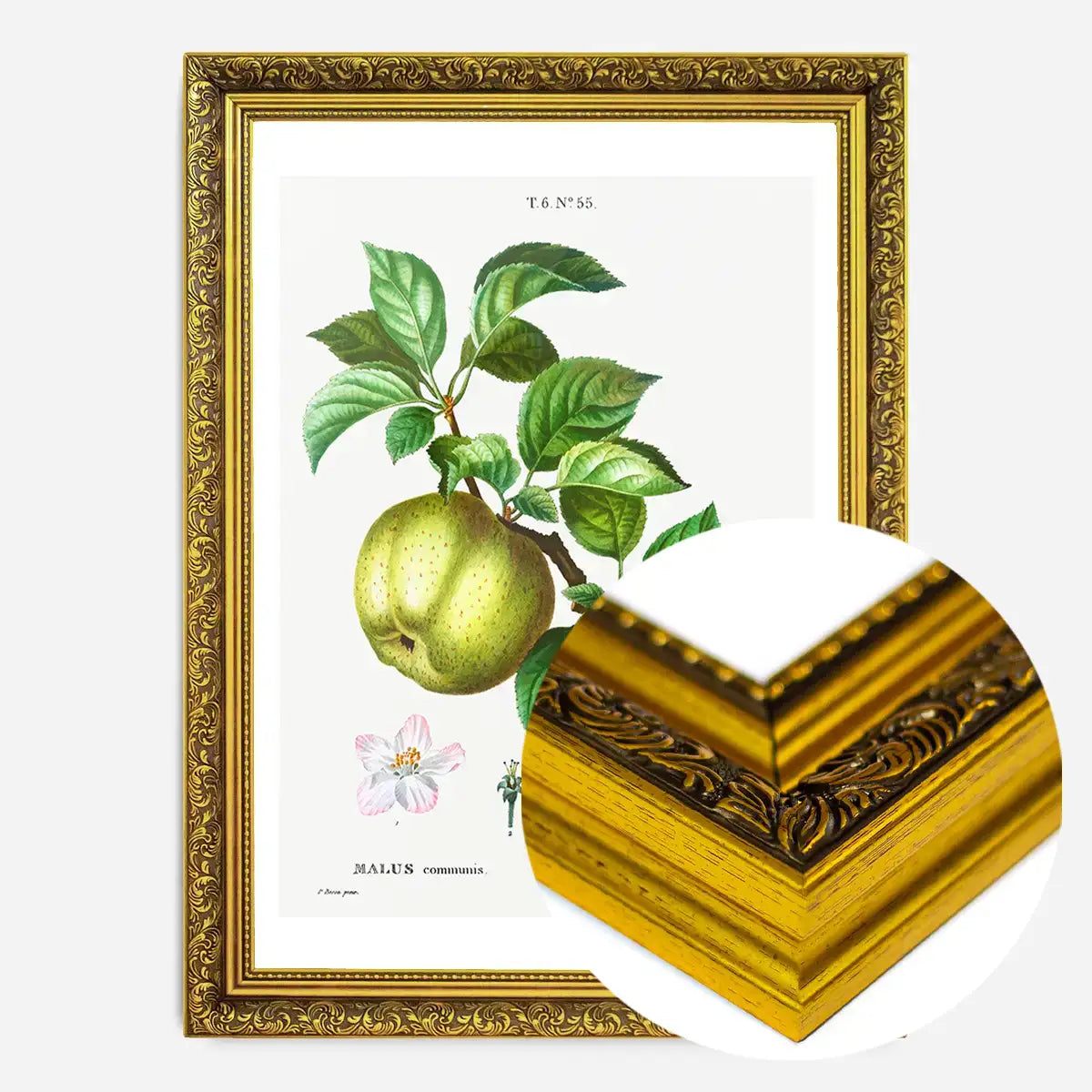 Apple Pommier Antique Vintage Print