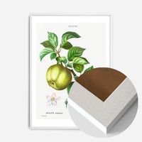 Apple Pommier Antique Vintage Print