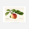 Apple Landscape Vintage Antique Print
