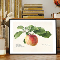 Apple Landscape Vintage Antique Print