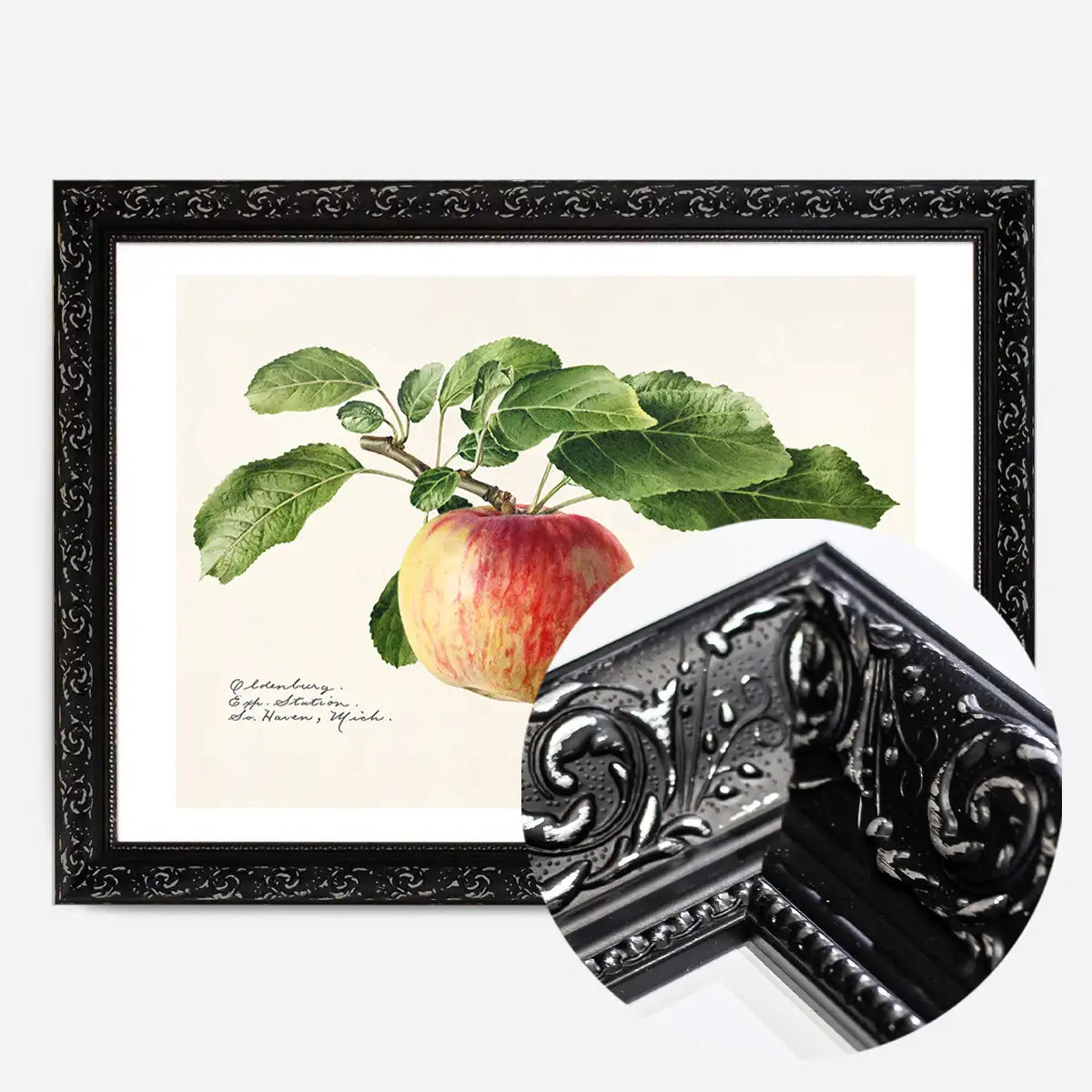 Apple Landscape Vintage Antique Print