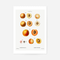 Apricot Illustration Vintage Antique Print