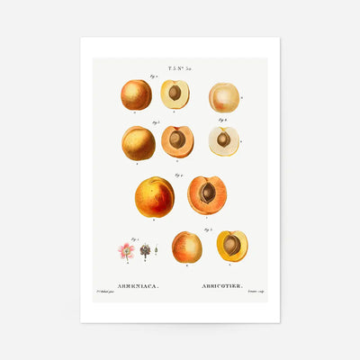Apricot Illustration Vintage Antique Print