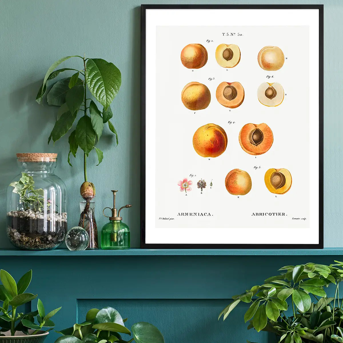 Apricot Illustration Vintage Antique Print
