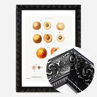 Apricot Illustration Vintage Antique Print