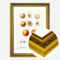 Apricot Illustration Vintage Antique Print