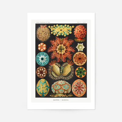 Ascidiae Sea Squirt Diagram Antique Print