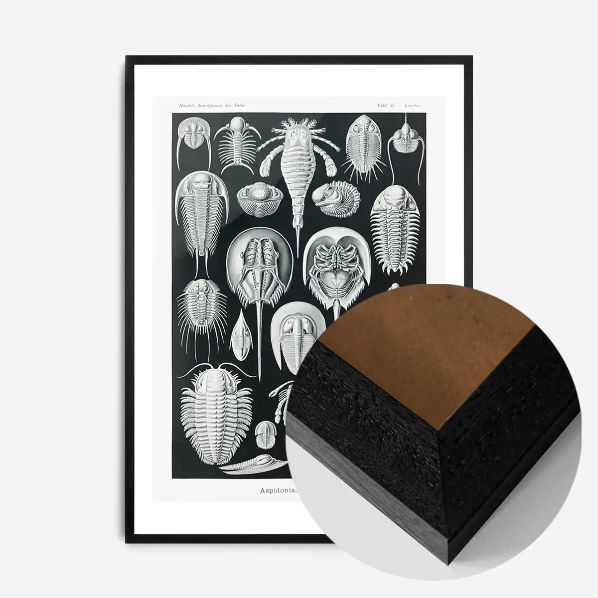 Aspidonia Crabs Vintage Black And White Antique Print