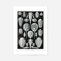 Aspidonia Crabs Vintage Black And White Antique Print